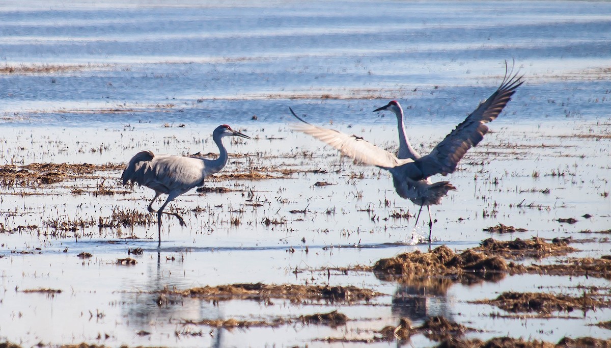Sandhill Crane - ML647211132