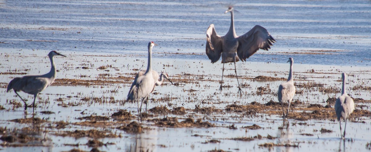 Sandhill Crane - ML647211133