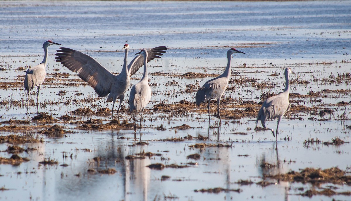 Sandhill Crane - ML647211134