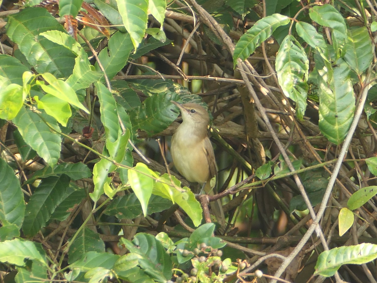 Clamorous Reed Warbler - ML647211135