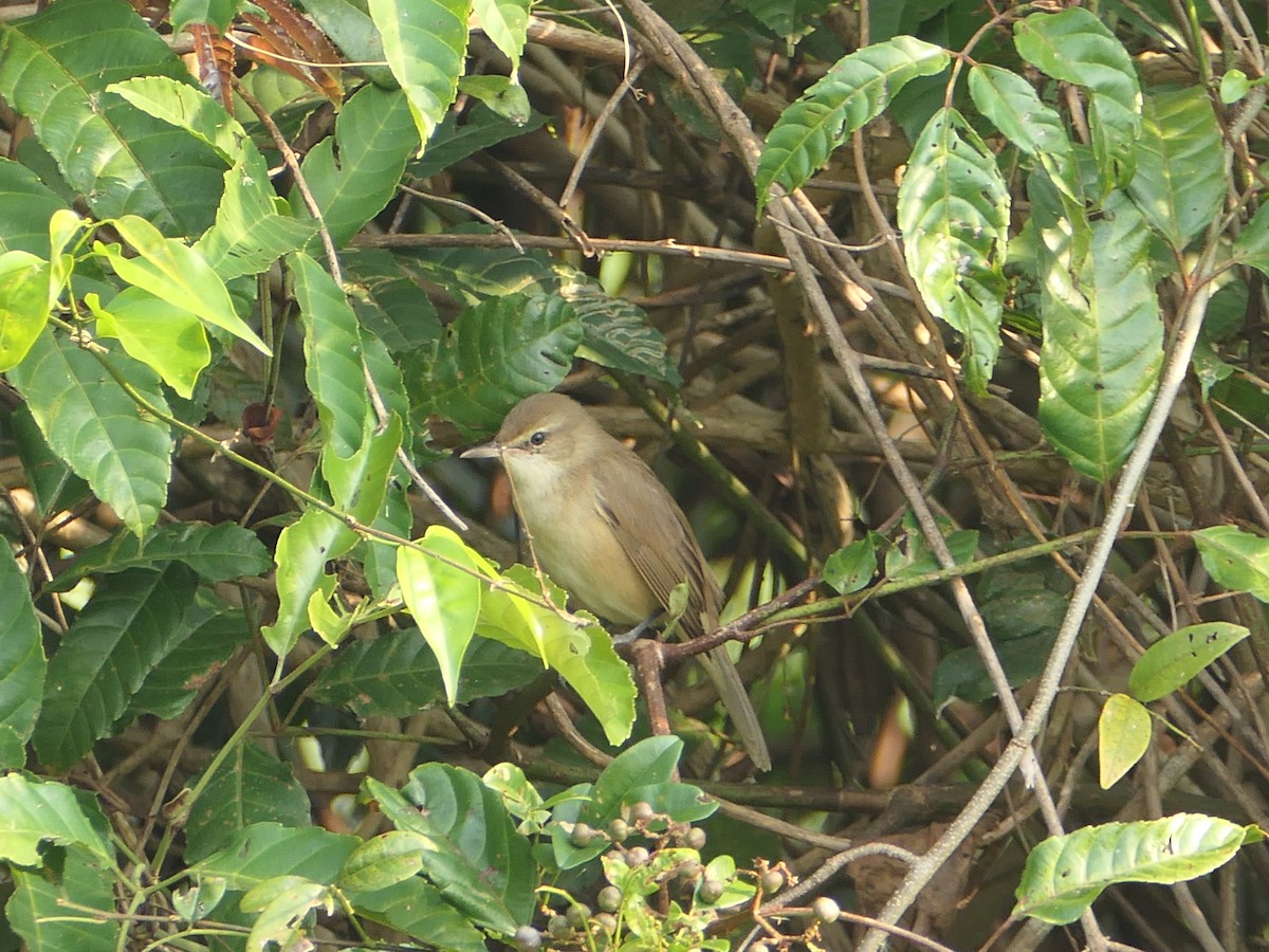Clamorous Reed Warbler - ML647211136