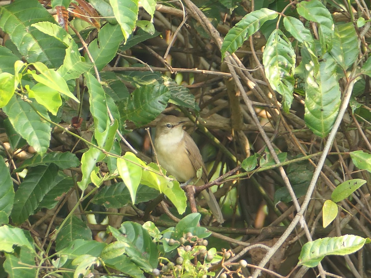 Clamorous Reed Warbler - ML647211137