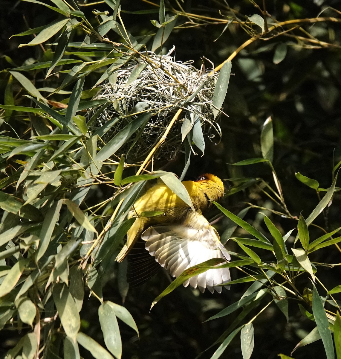 Northern Brown-throated Weaver - ML647211138