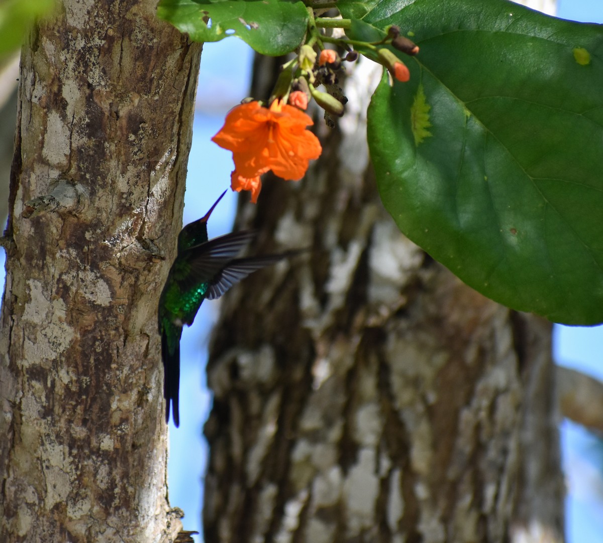 Cozumel Emerald - ML647211139