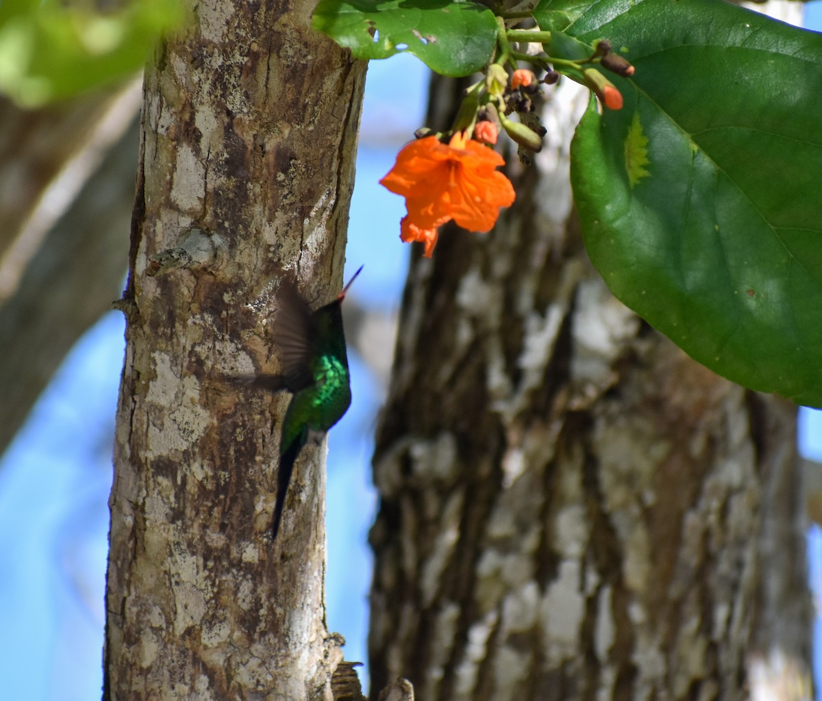 Cozumel Emerald - ML647211140