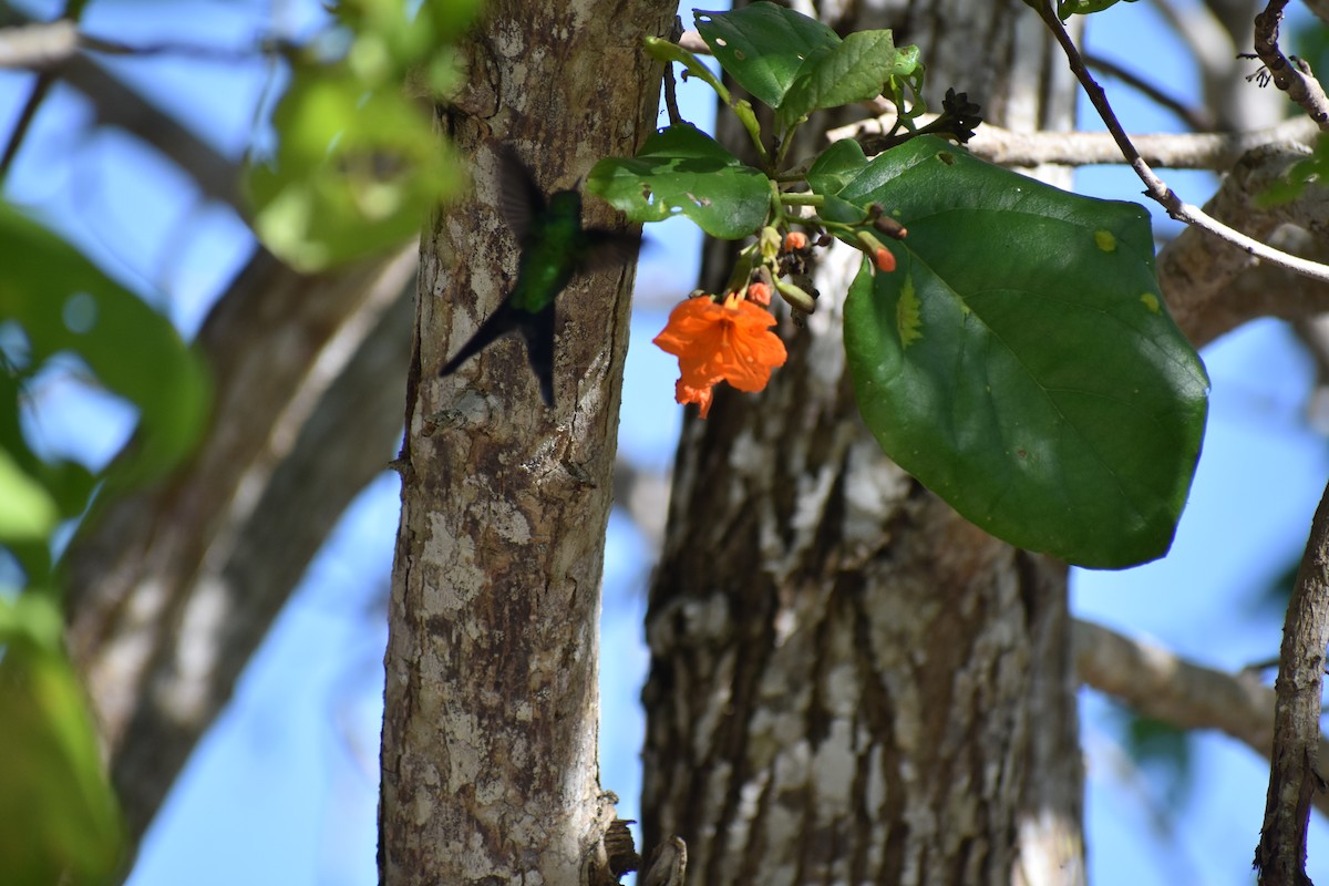 Cozumel Emerald - ML647211141
