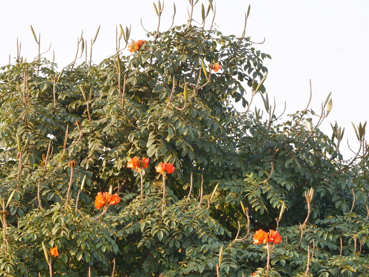 Indian White-eye - ML647211142
