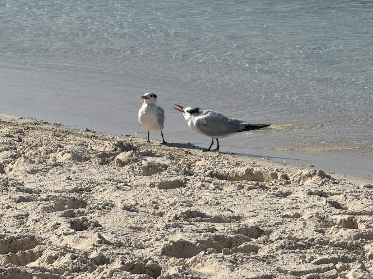 שחפית גדולה - ML647211144