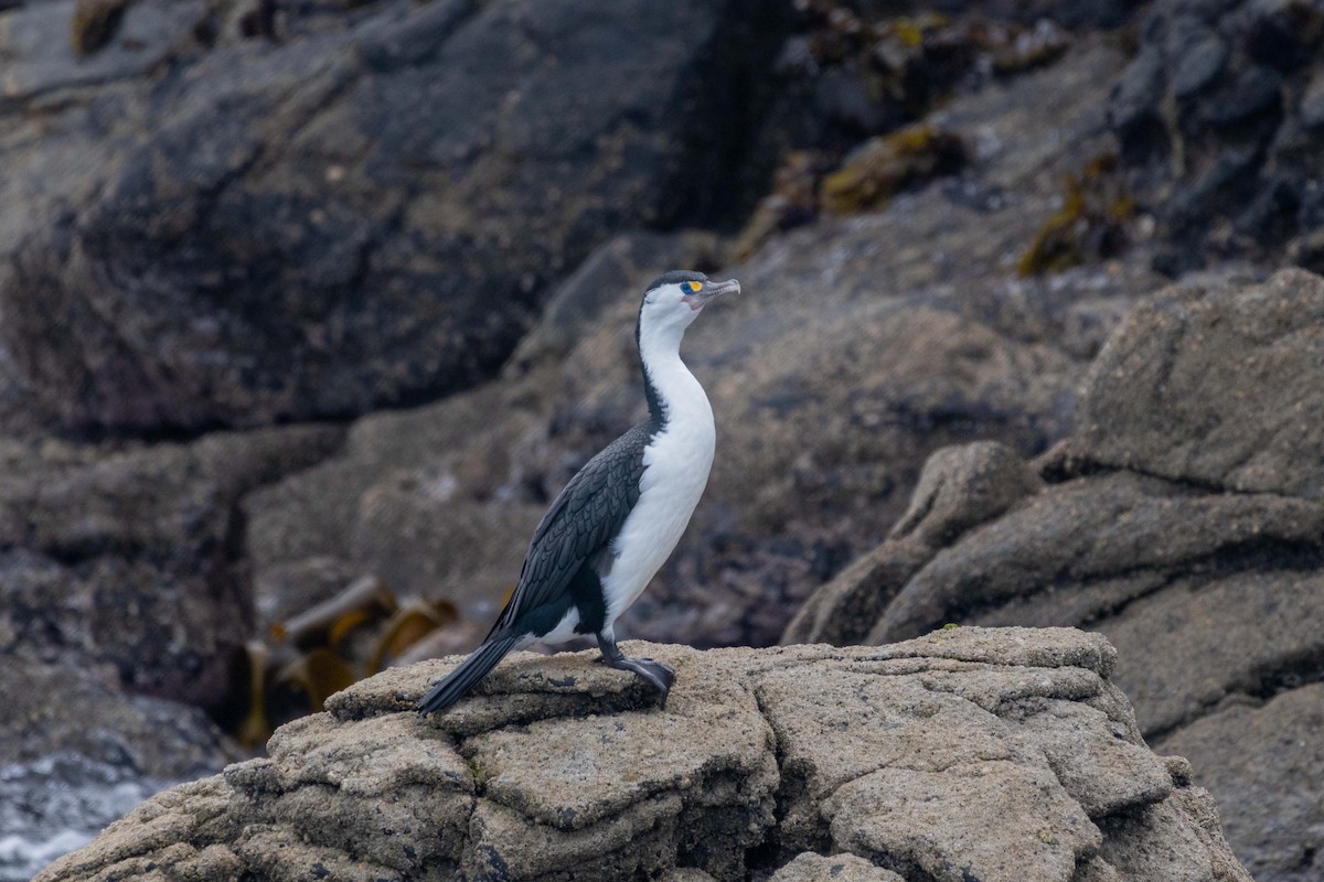 Pied Cormorant - ML647211145