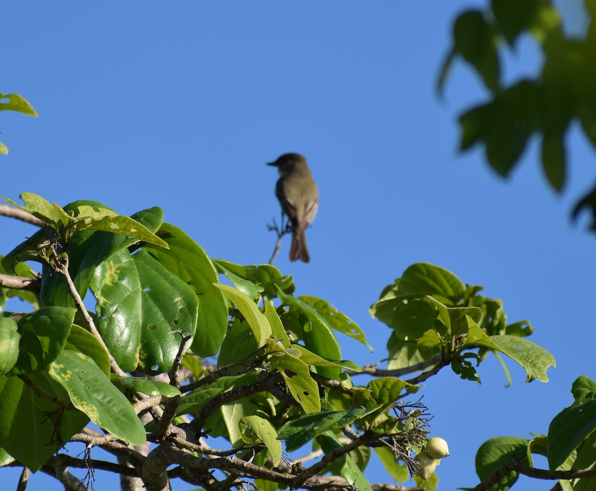 Northern Tropical Pewee - ML647211150