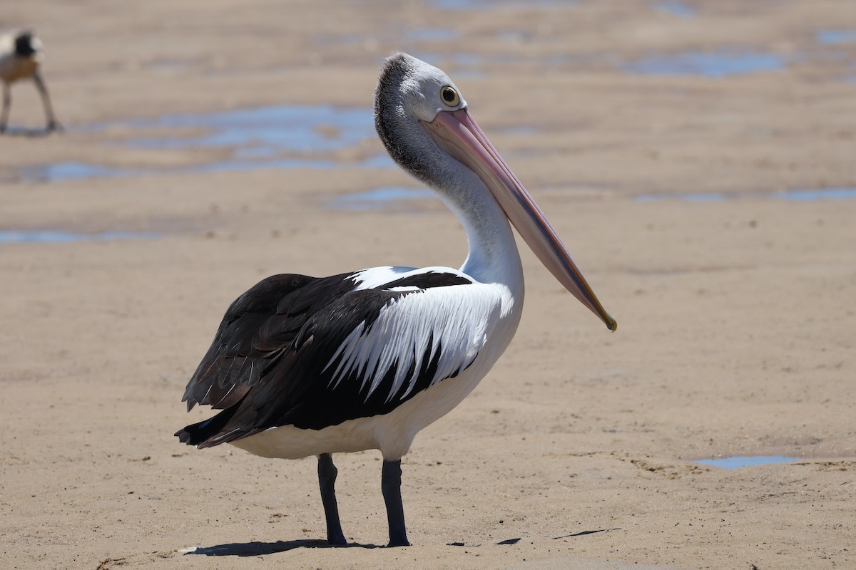 Australian Pelican - ML647211156