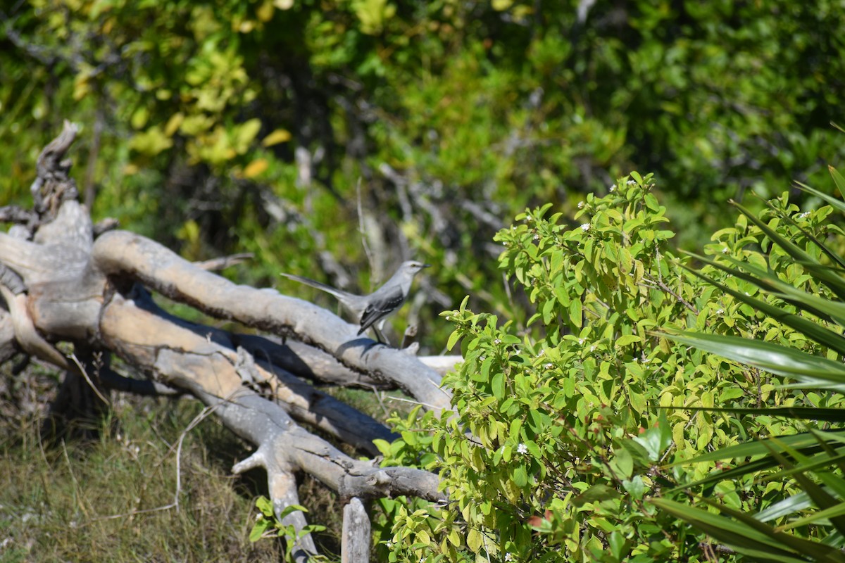 Tropical Mockingbird - ML647211157