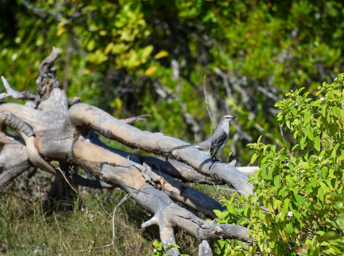 Tropical Mockingbird - ML647211158