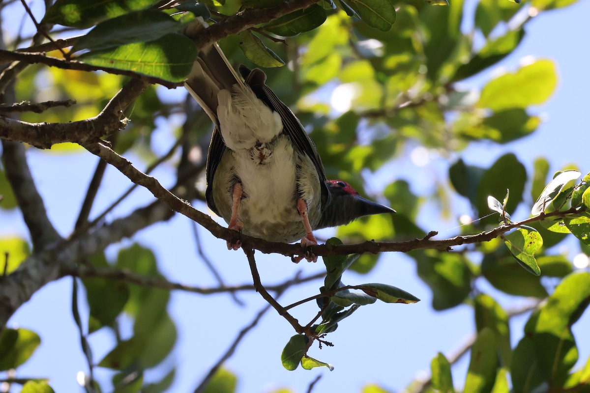 Australasian Figbird - ML647211159