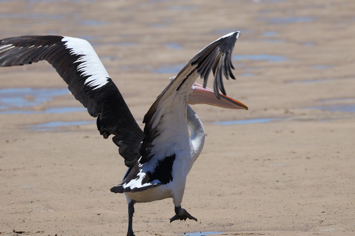 Australian Pelican - ML647211160