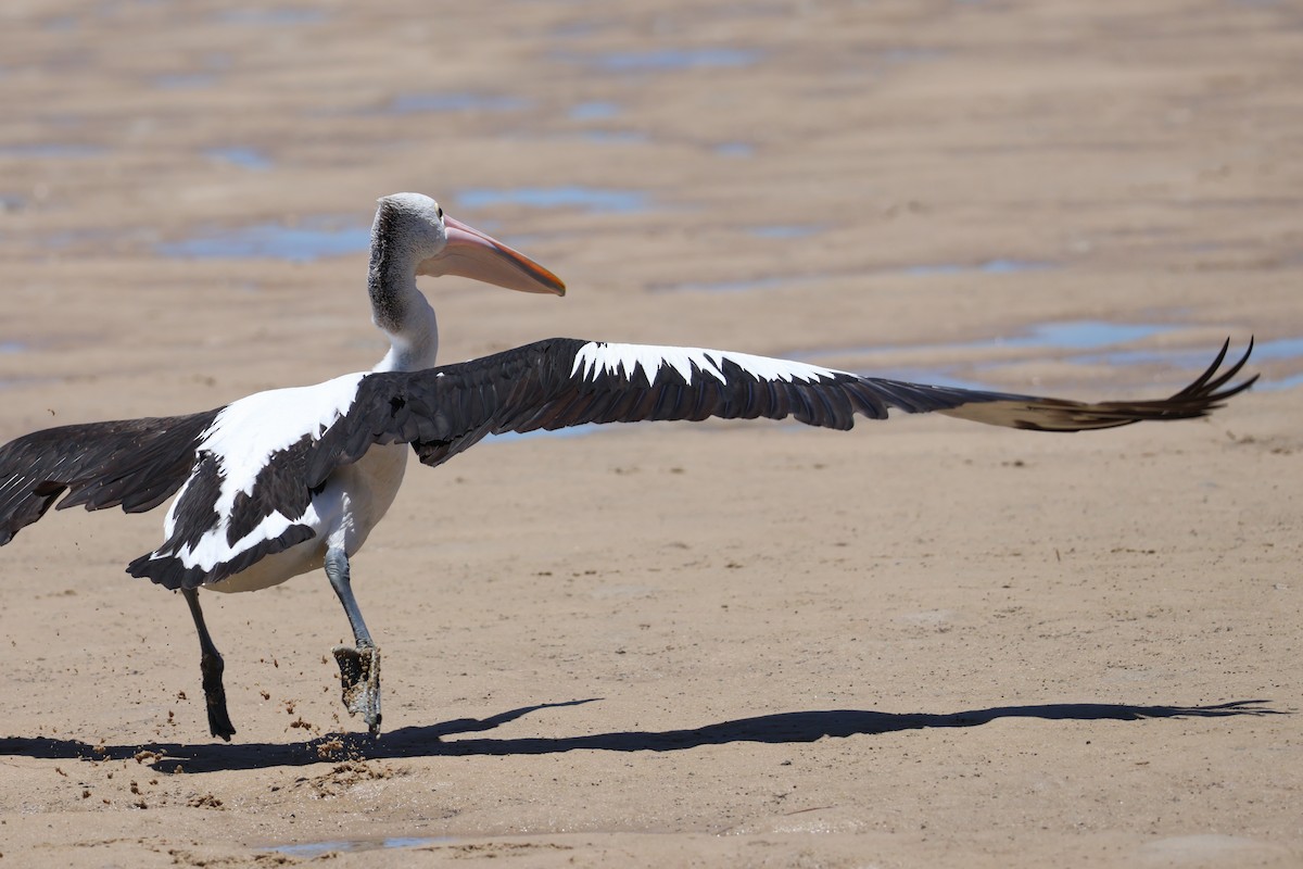 Australian Pelican - ML647211161