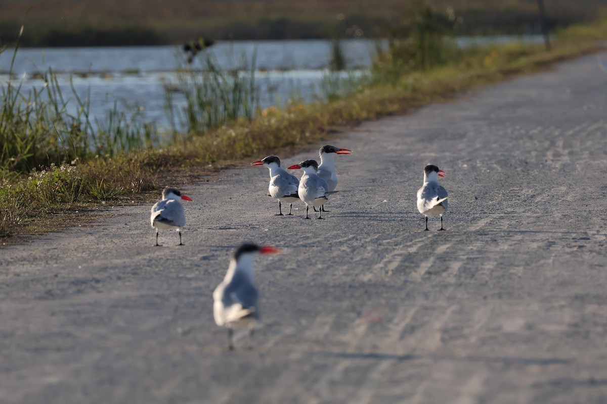 שחפית כספית - ML647211162