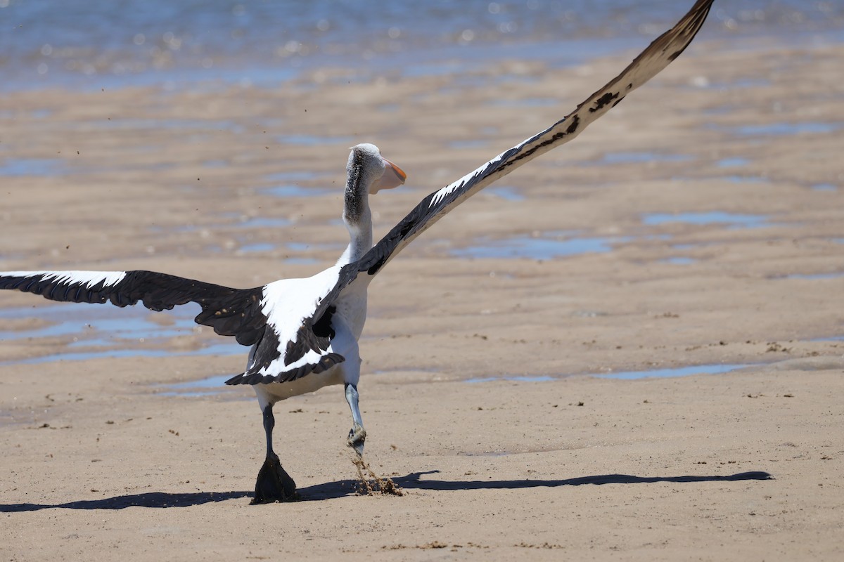 Australian Pelican - ML647211163