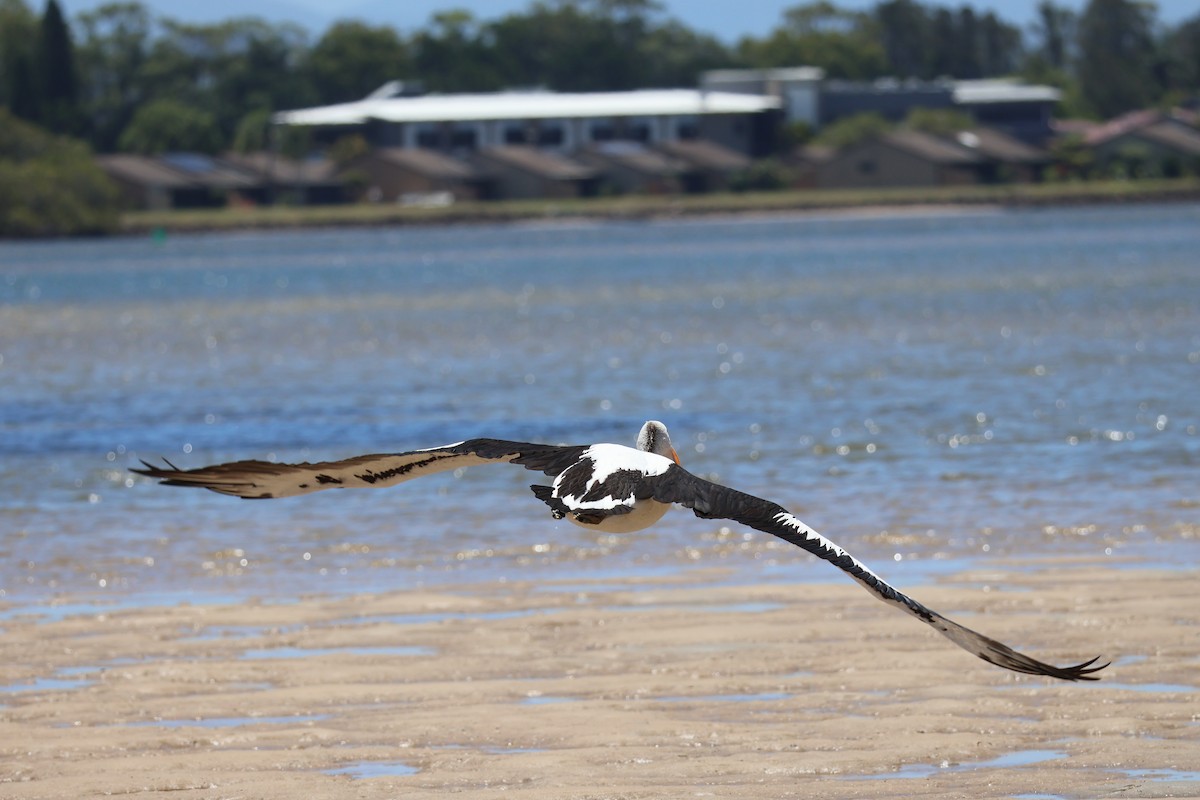 Australian Pelican - ML647211164