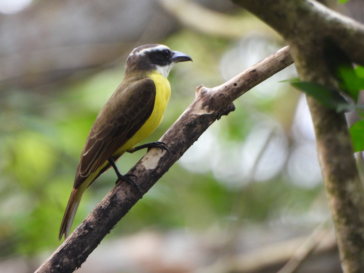 Boat-billed Flycatcher - ML647211165