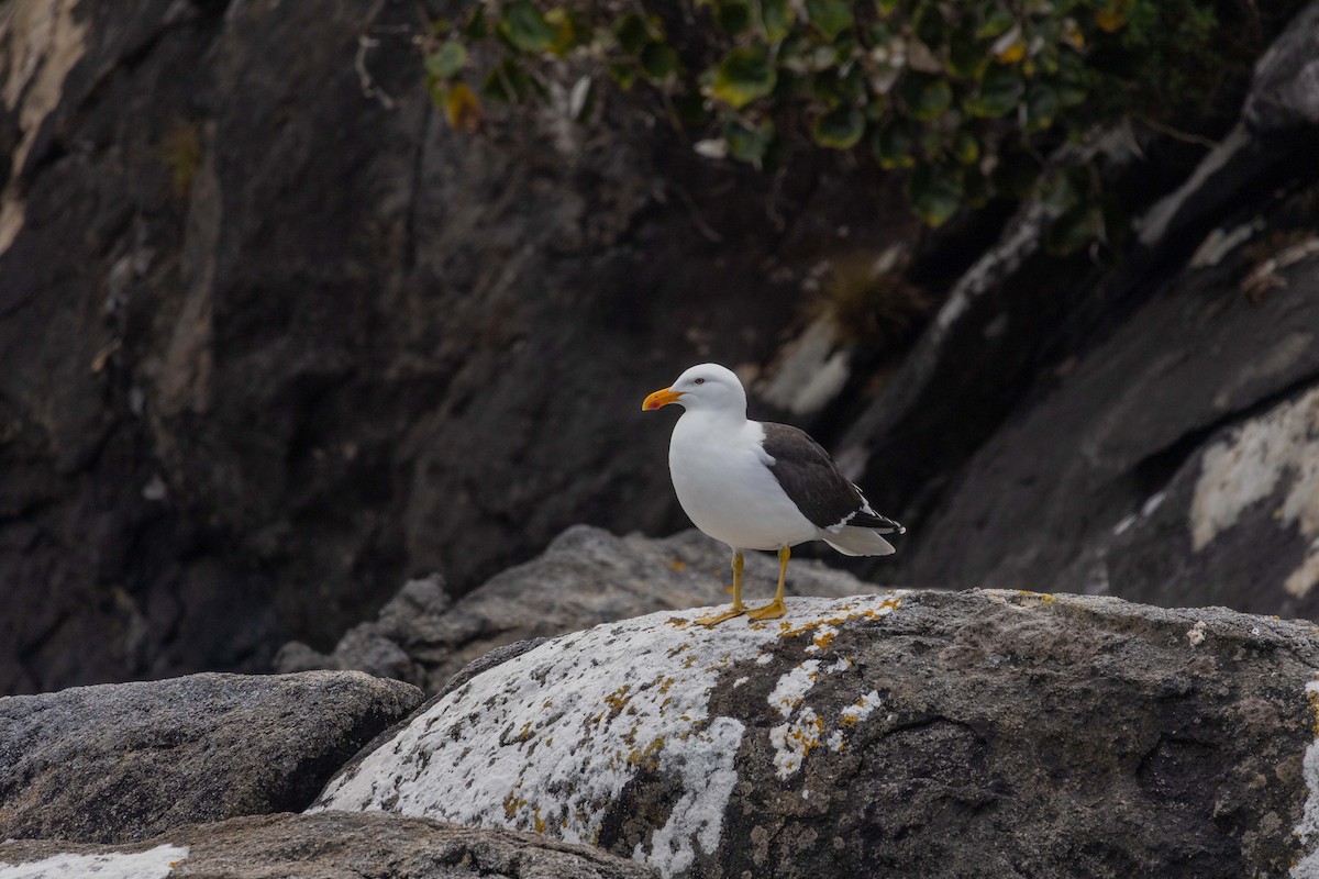 Kelp Gull (dominicanus) - ML647211169