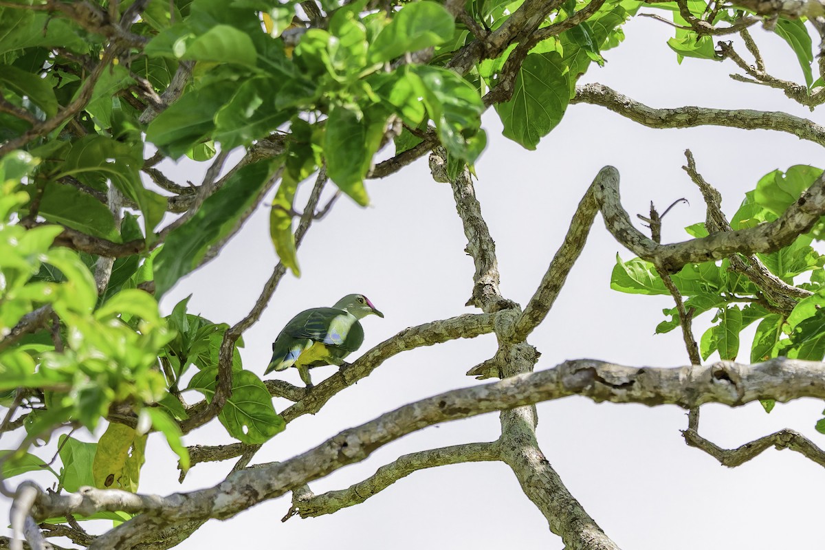 Crimson-crowned Fruit-Dove - ML647211170
