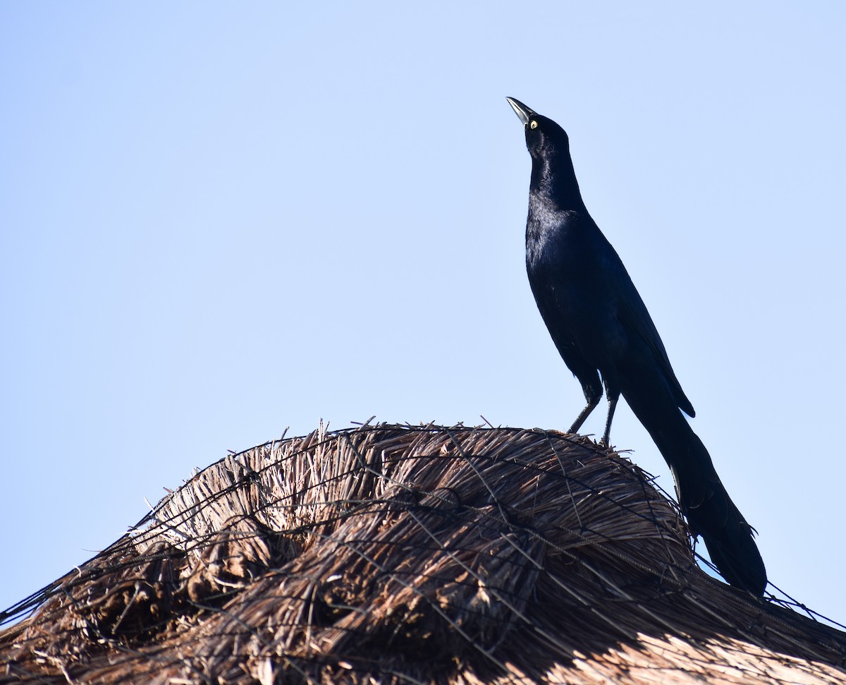 Great-tailed Grackle - ML647211171