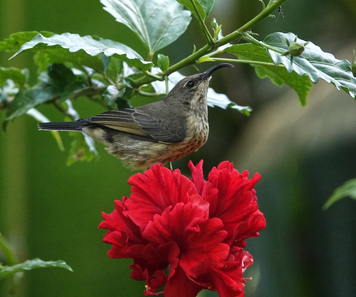 Red-chested Sunbird - ML647211172