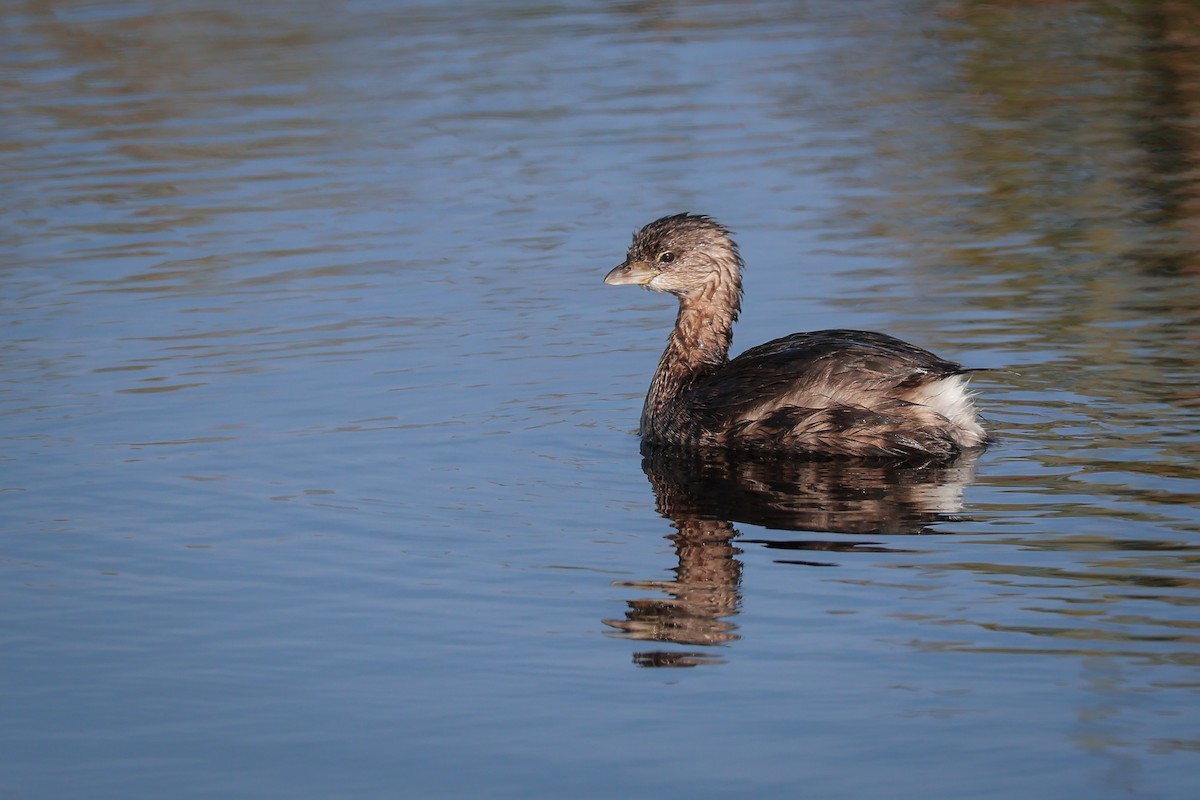 טבלן עקוד-מקור - ML647211173