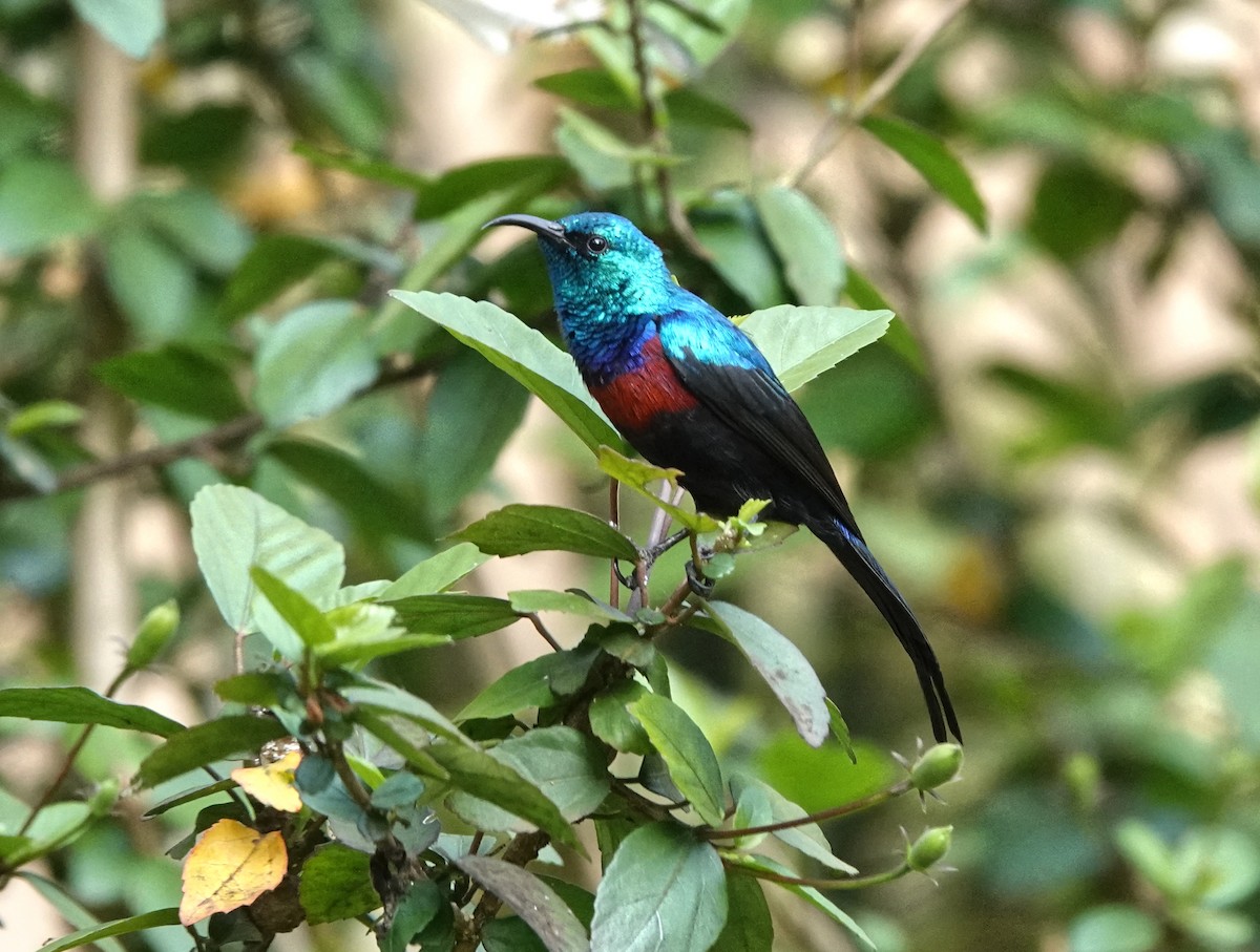 Red-chested Sunbird - ML647211175