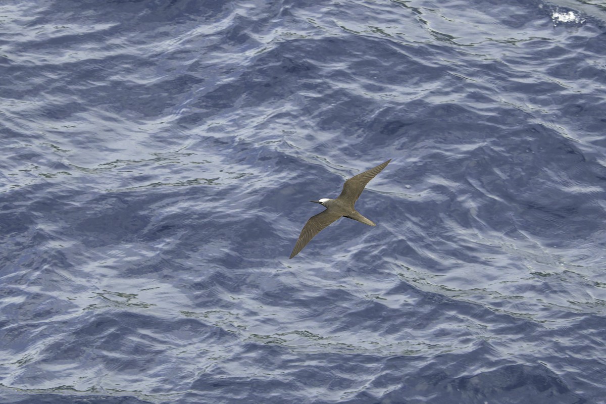 Black Noddy - ML647211178