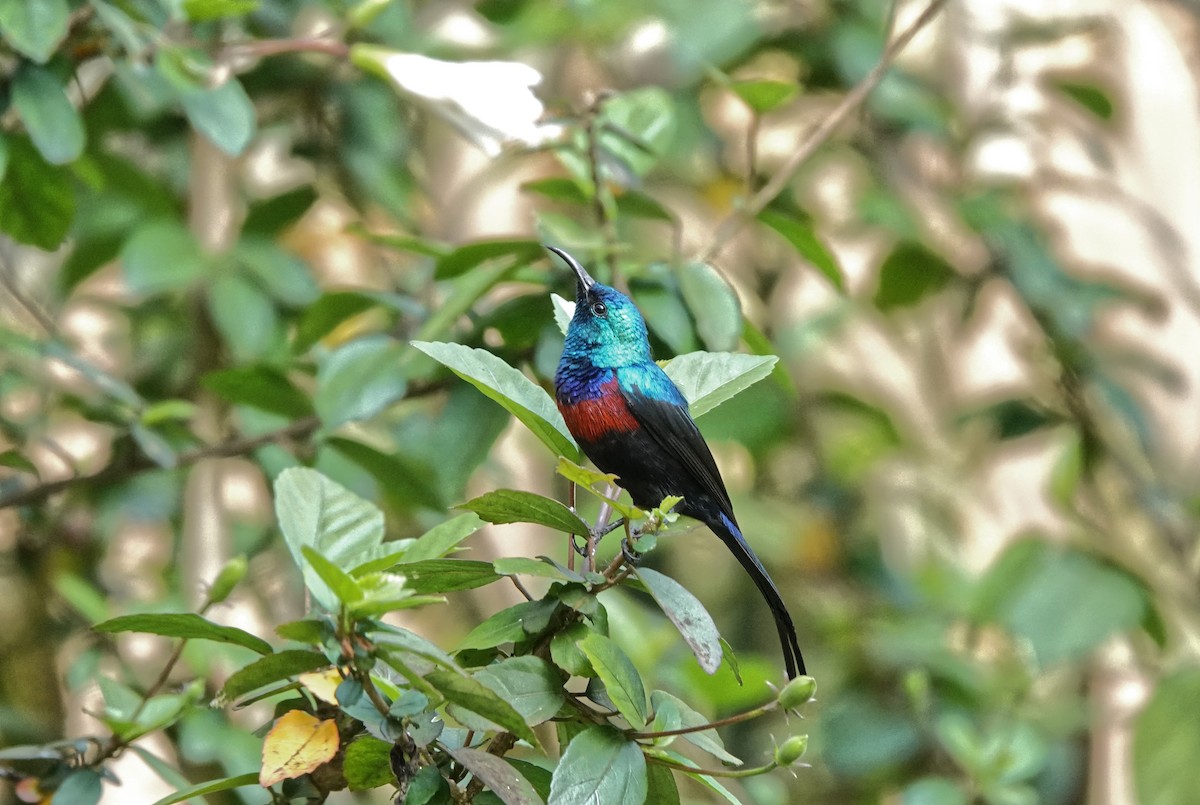 Red-chested Sunbird - ML647211179