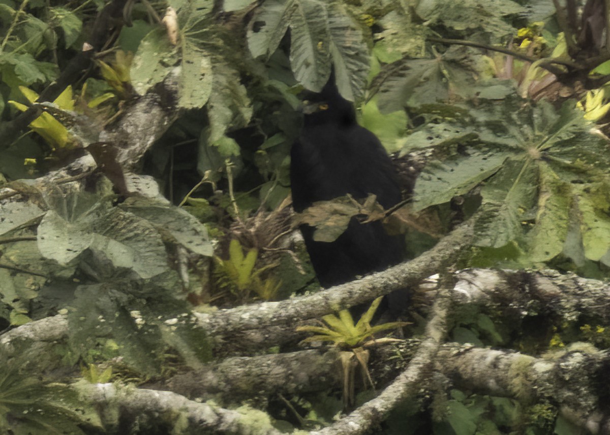 Black-and-chestnut Eagle - ML647211181