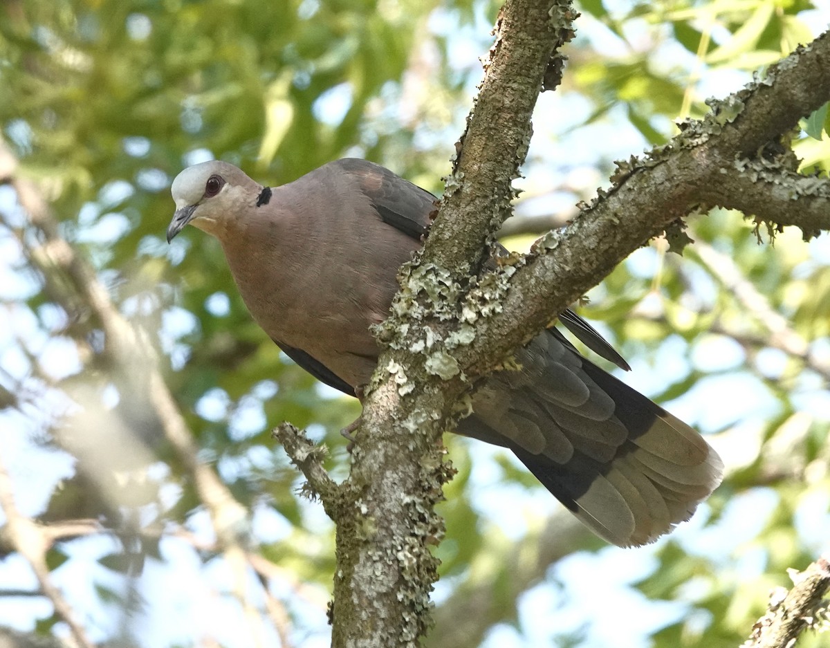 Red-eyed Dove - ML647211182