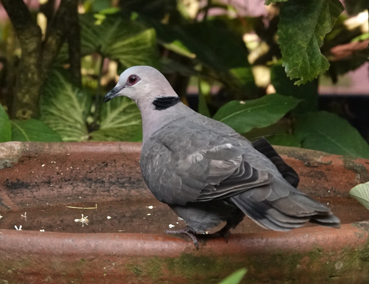 Red-eyed Dove - ML647211183