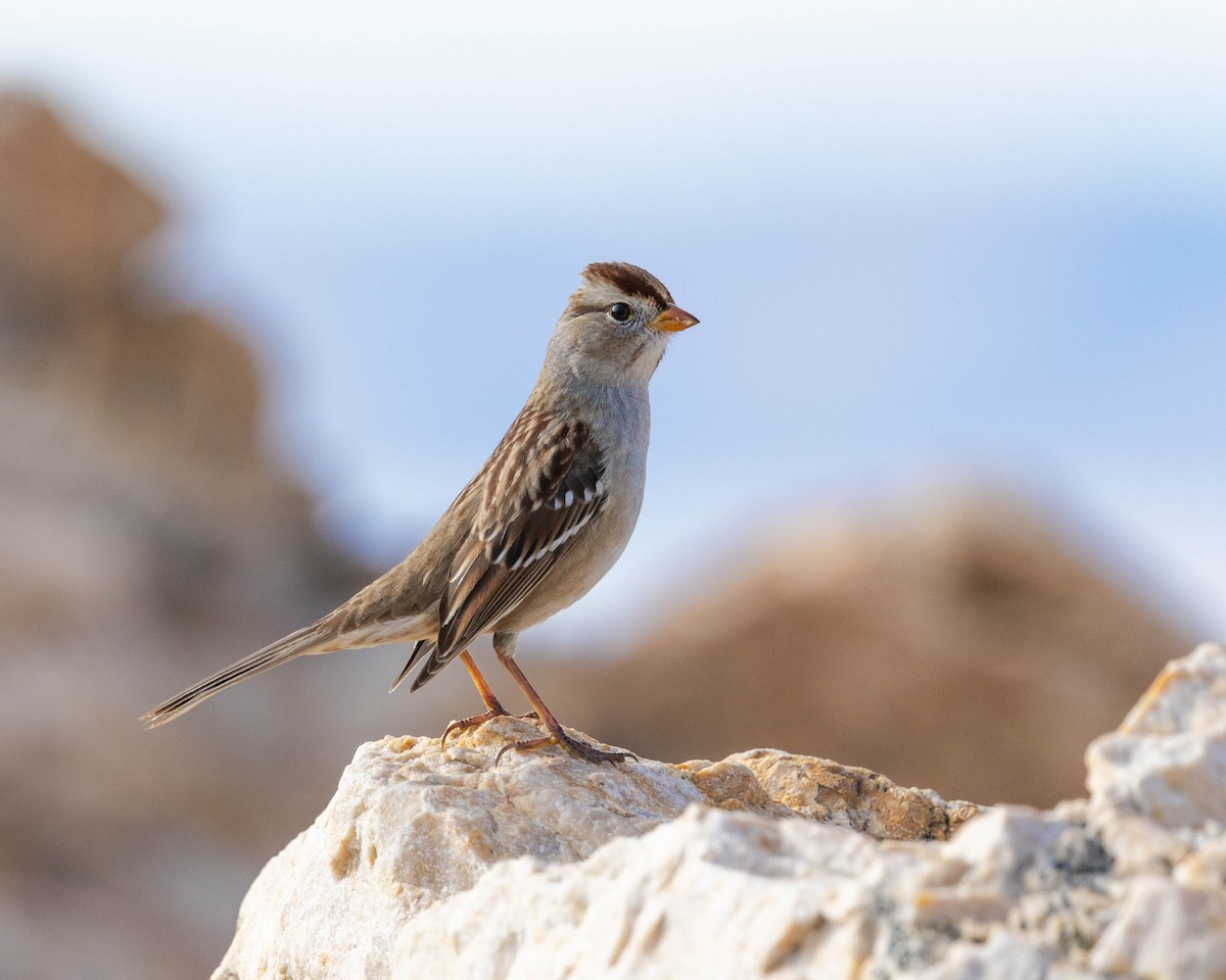 גיבתונית לבנת-כיפה - ML647211184