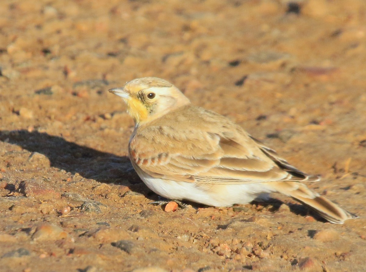 צחיחנית חרמון - ML647211185