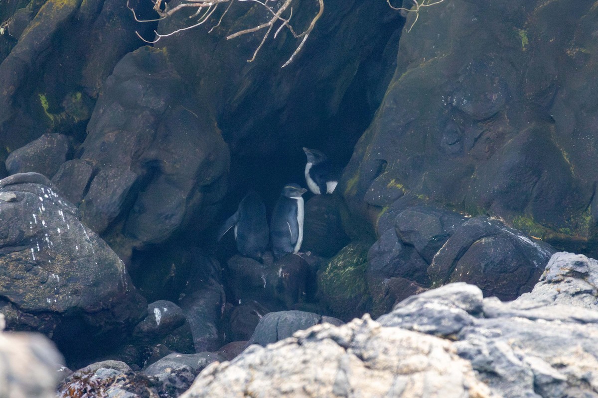 Fiordland Penguin - ML647211193