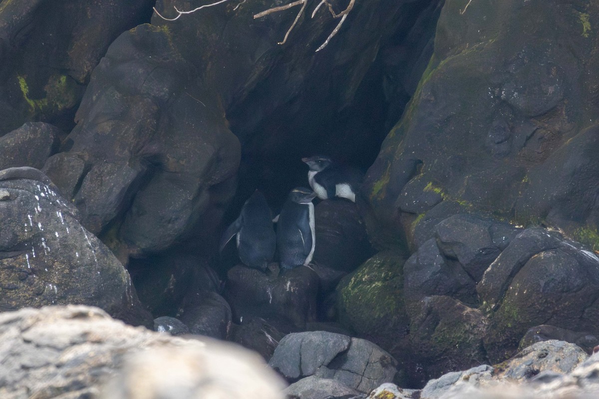 Fiordland Penguin - ML647211194