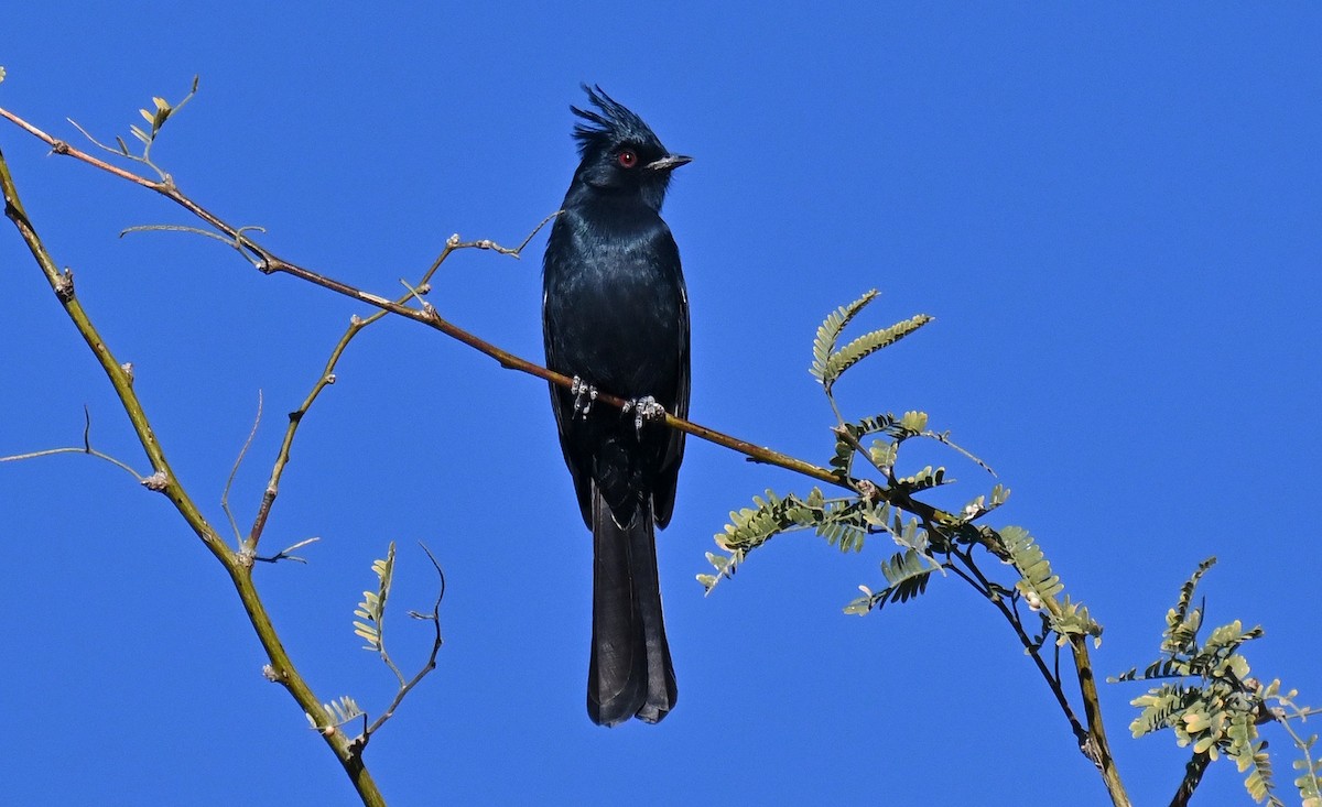 Phainopepla - ML647211195