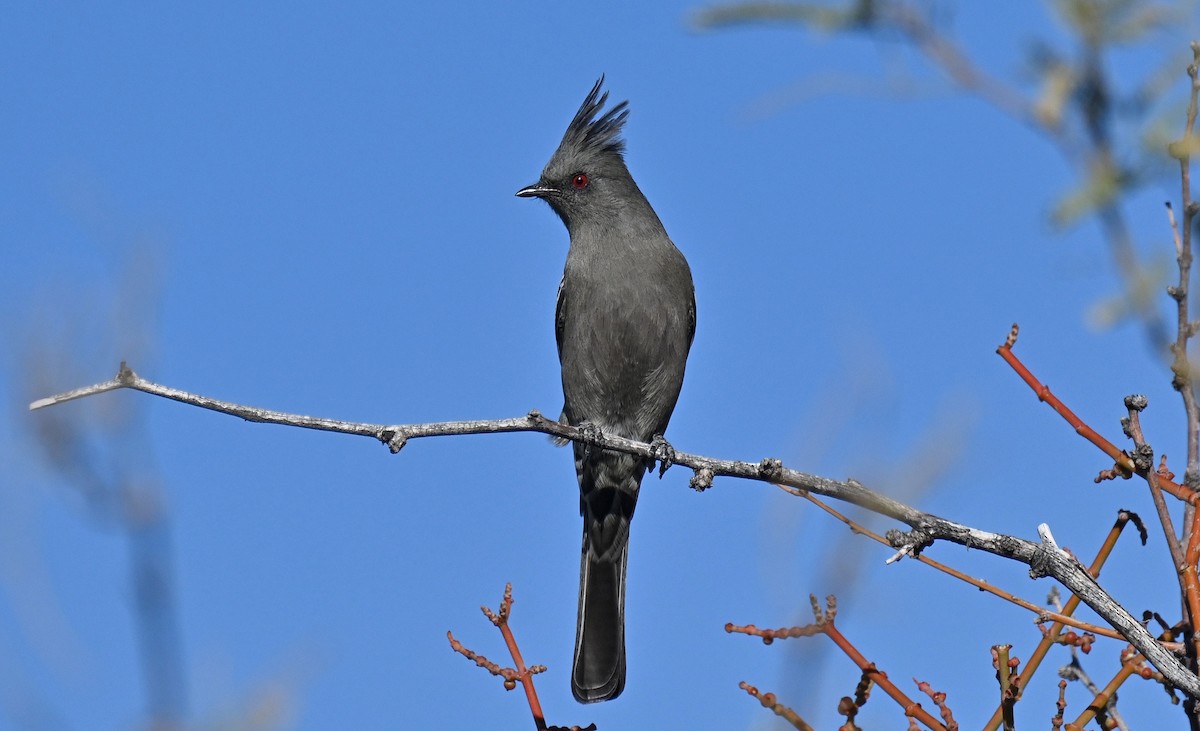 Phainopepla - ML647211196