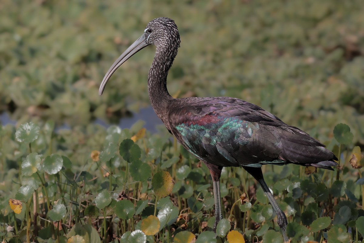 Glossy Ibis - ML647211197