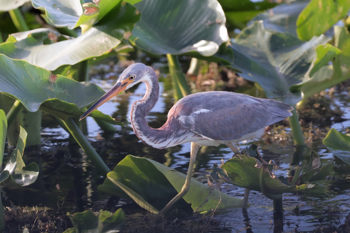 Tricolored Heron - ML647211199