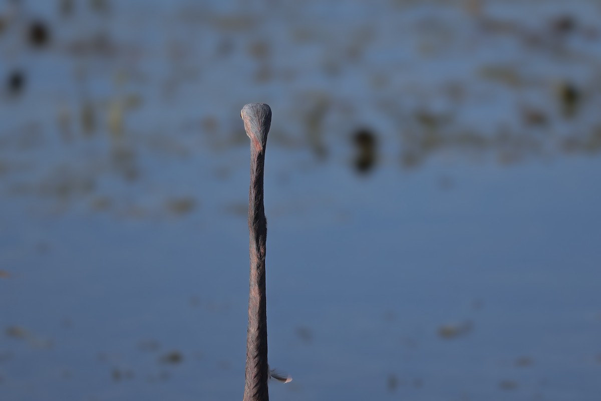 Tricolored Heron - ML647211200