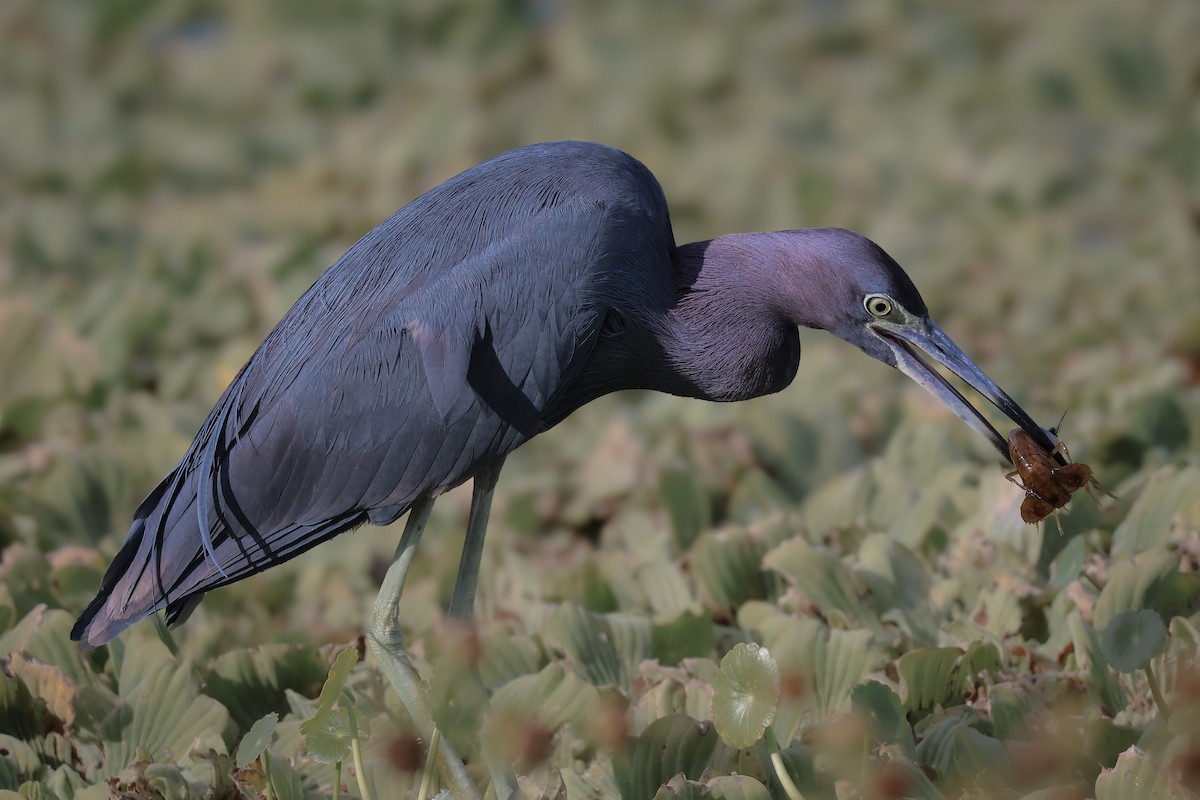 Little Blue Heron - ML647211207