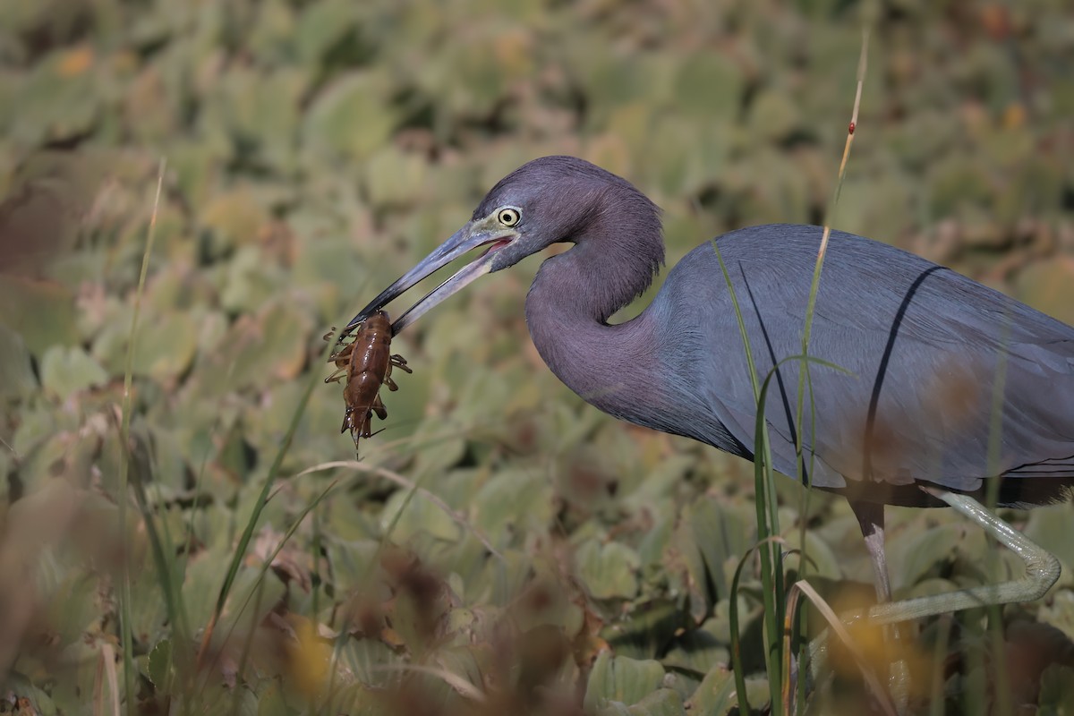 Little Blue Heron - ML647211208