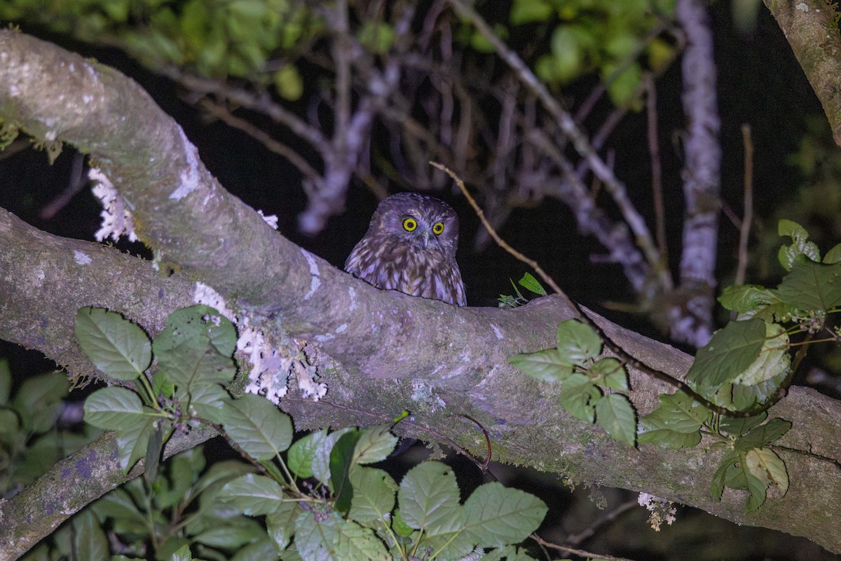 Morepork - ML647211209