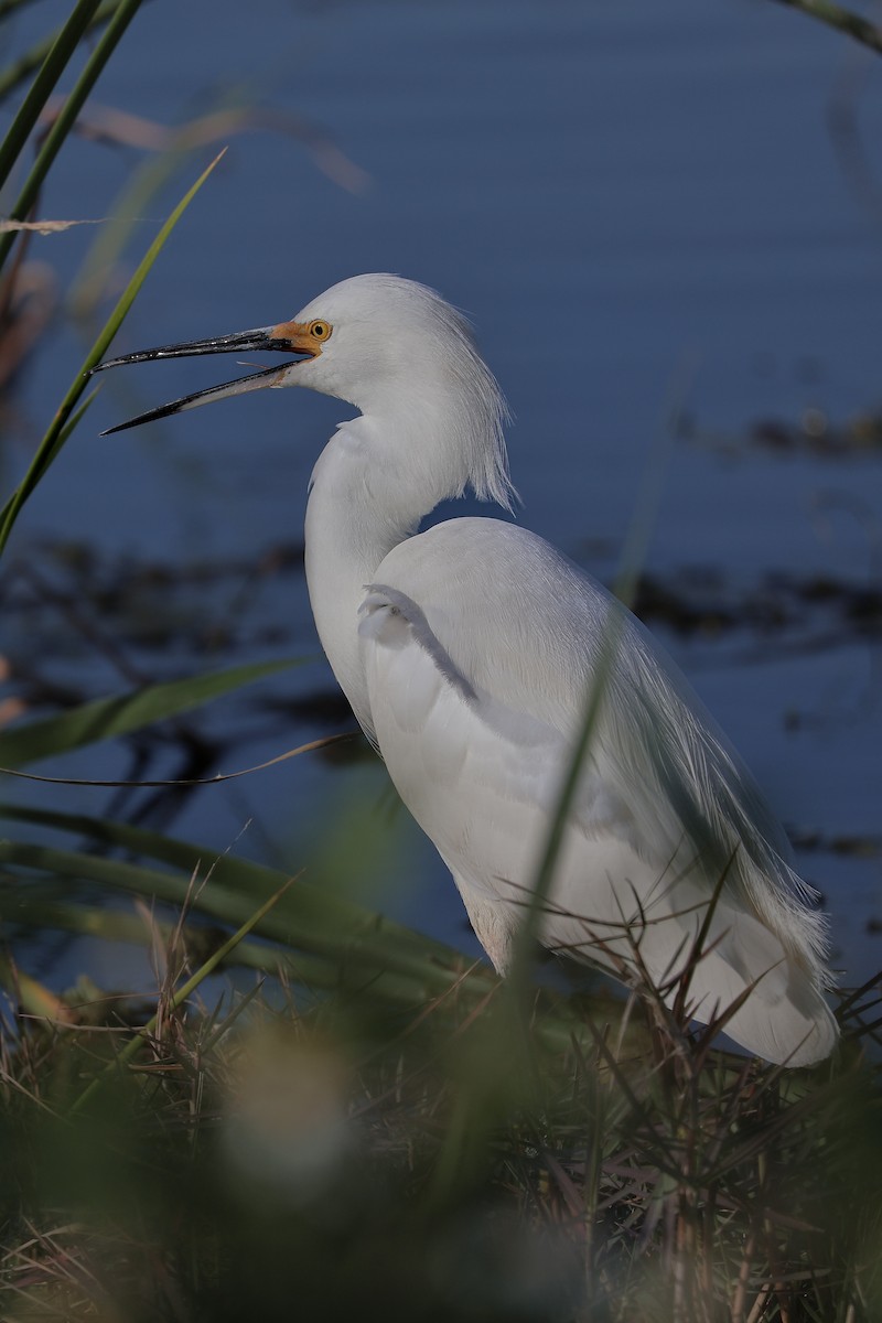 Snowy Egret - ML647211212