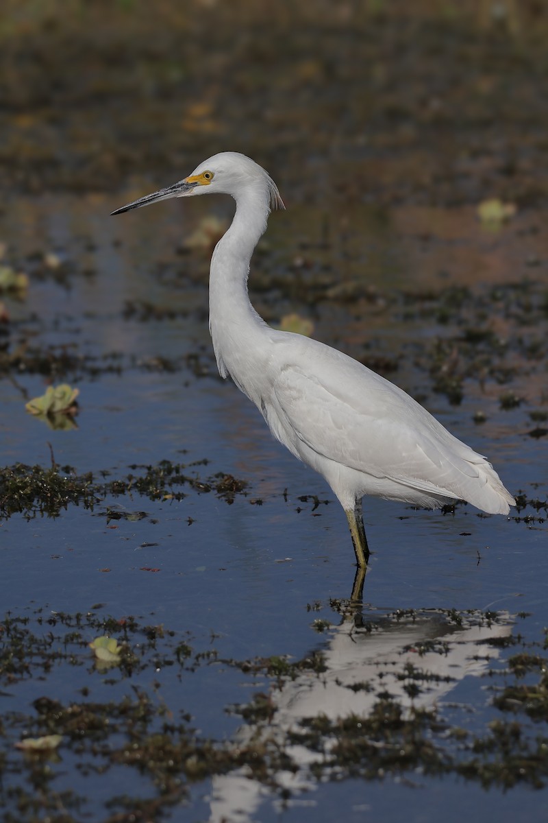 Snowy Egret - ML647211213