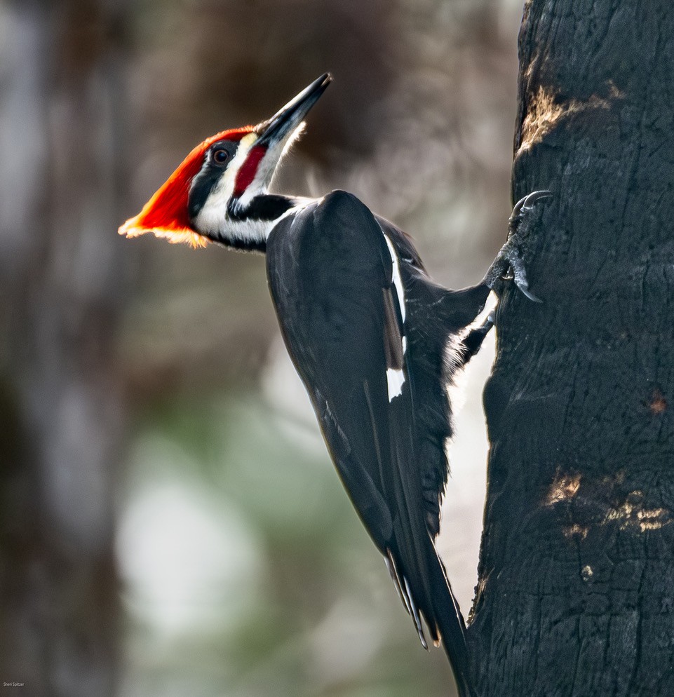 Pileated Woodpecker - ML647211214